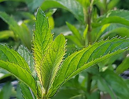 薄荷,薄荷葉,莫吉托薄荷
