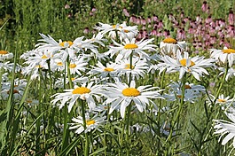 野花,雛菊,白