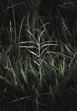 植物,自然,植物區(qū)系