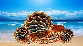 海贝壳,贻贝,文蛤