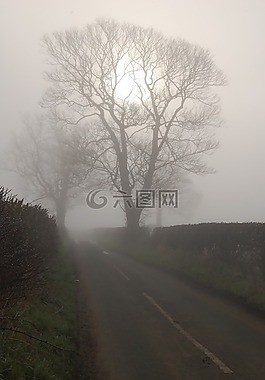 樹(shù),太陽(yáng),薄霧