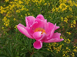紅花,畢業(yè),落葉