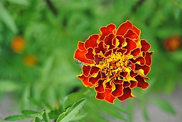 紅色的花,黃色花,橙花