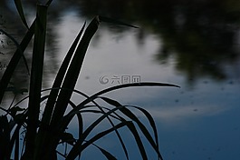 湖,草,水
