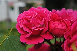 紅色花,玫瑰,布什