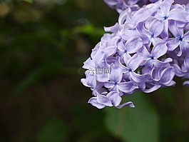 植物區(qū)系,花,自然