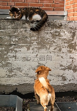 狗,猫,咆哮声
