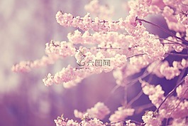 開花,春天,芽