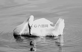 天鵝,黑色,白
