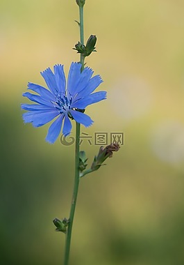 kver,藍(lán)色,植物