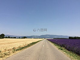 薰衣草,小麥,車道