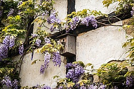 鸟舍,桁架,紫藤