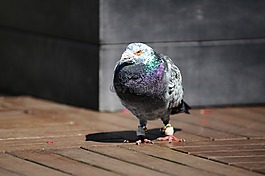 鴿,鳥(niǎo),動(dòng)物