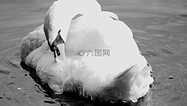 天鵝,黑色,白