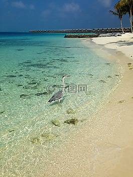 马尔代夫,海滩,鸟