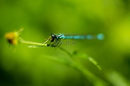 蜻蜓,昆蟲,綠色