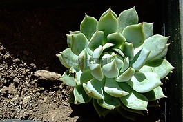 echeveria 蘿拉,多汁,圓