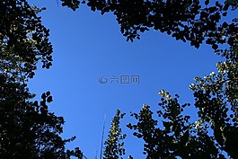 天空,樹,樹的頂端