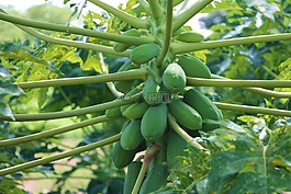 農(nóng)業(yè),木瓜,水果