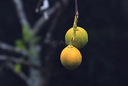 樹,檸檬,單
