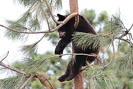 熊,嬰兒動物,性質(zhì)