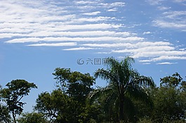 天空,云,叢林