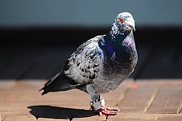 鴿,鳥(niǎo),動(dòng)物
