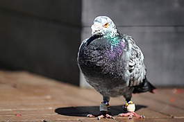 鴿,鳥,動物