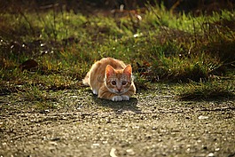猫,小猫,红色鲭鱼斑