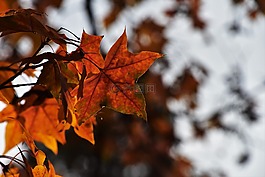 紅葉,楓葉,光影
