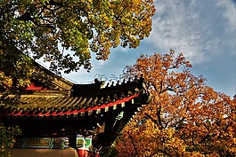 秋天,古建筑,屋頂