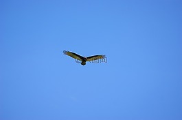 兀鷲,天空,飛