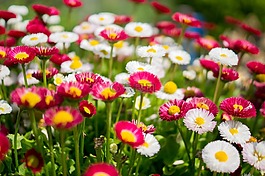 雛菊,鮮花,春