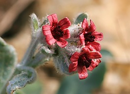 pardoglossum cheirifolium,鲜花,灌木丛