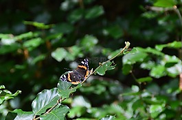 蝴蝶,性質(zhì),昆蟲(chóng)