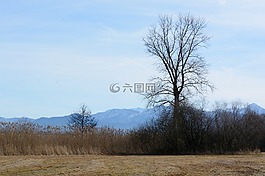 樹(shù),個(gè)別,銀行
