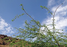 牧豆树 juliflora,植物,侵入的