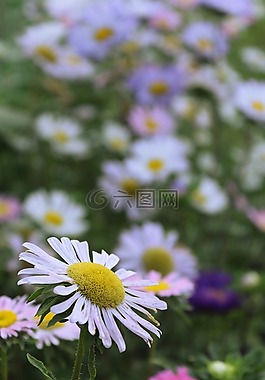 紫苑,鮮花,阿斯特拉