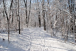 雪,徑,冬天