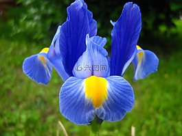 花卉,虹膜,紫色鳶尾花