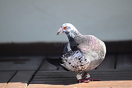 鴿,鳥,動物