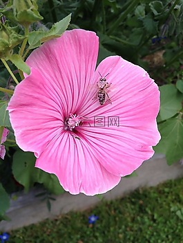 lavatera,花,昆虫