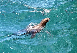 密封,動物,海