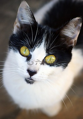 貓,貓臉,katzenkopf