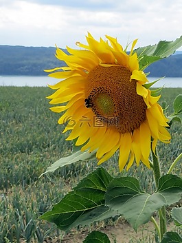 太陽(yáng)花,開(kāi)花,廠