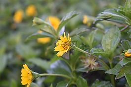 花,黃色,自然