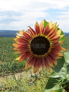 太陽(yáng)花,開花,廠