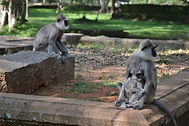 斯里蘭卡,猴,公園