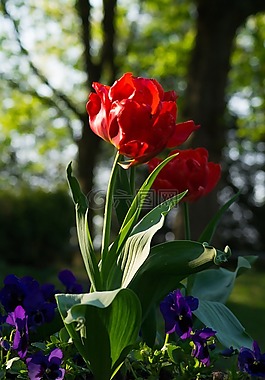 郁金香,花,紅色