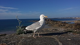 海鷗,部分,懸崖